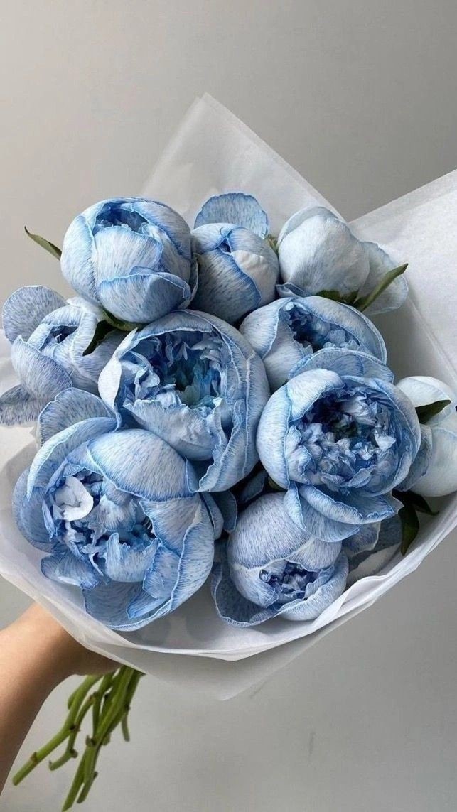 Azure Peony Cloud